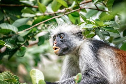 Simba Camp to Kikelewa Camp